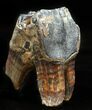 Fossil Rhino (Stephanorhinus) Upper Molar - Germany #57819-4
